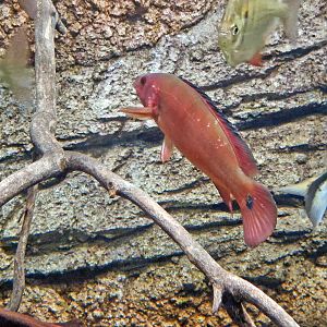 Crenicichla lugubris