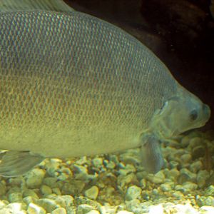 Distichodus rostratus