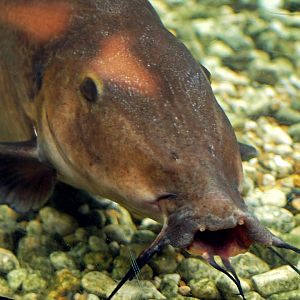 Auchenoglanis occidentalis