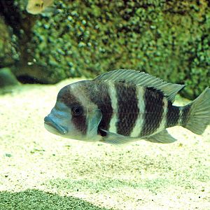 Cyphotilapia frontosa