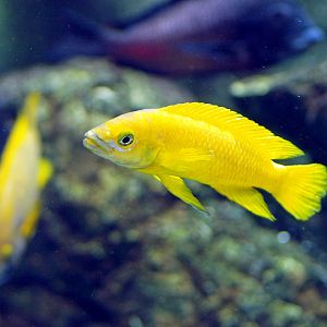 Neolamprologus leleupi