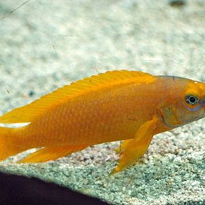 Neolamprologus leleupi