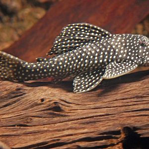 Scobinancistrus pariolispos