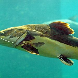 Phractocephalus hemioliopterus