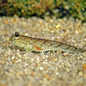 Periophthalmodon septemradiatus