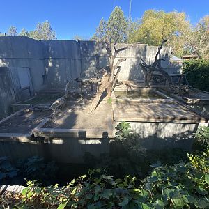 2nd sun bear enclosure