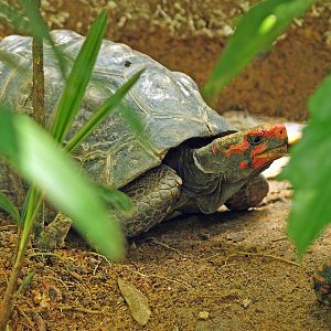 Chelonoidis carbonaria