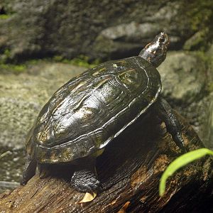 Melanochelys trijuga