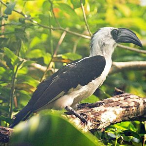hen Von Der Decken's hornbill