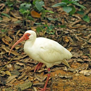 American white ibis