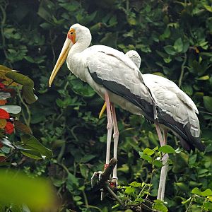 Yellow-billed stork