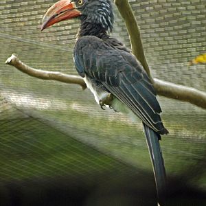 Crowned hornbill