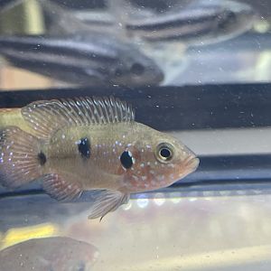 jewel cichlid (hemichromis sp.)