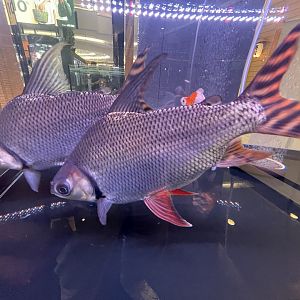 silver prochilodus (semaprochilodus taeniurus)