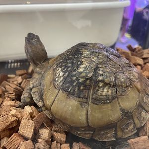 three-toed box turtle (terrapene triunguis)