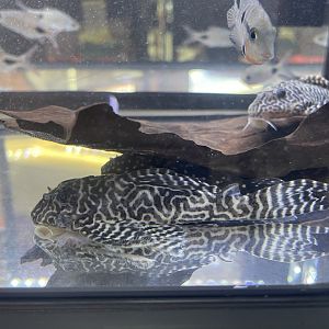 cracked zebra pleco (L236) (hypancistrus sp.)