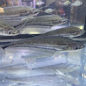 lais butu (ompok rhadinurus)