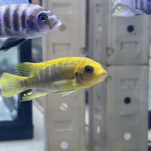 hajomaylandi cichlid (maylandia hajomaylandi) (1)
