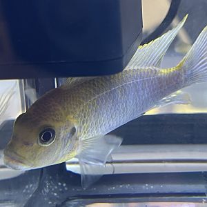 hajomaylandi cichlid (maylandia hajomaylandi) (2)