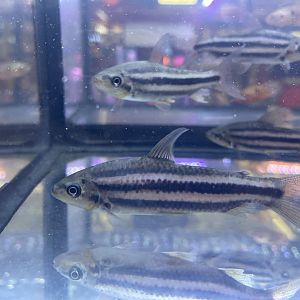 lipstick leporinus (leporinus arcus)