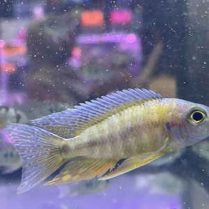 eureka peacock (aulonocara jacobfreibergi)