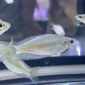 red-striped rainbowfish (melanotaenia rubrostriata)