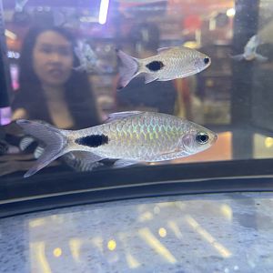 filament barb (dawkinsia filamentosa)