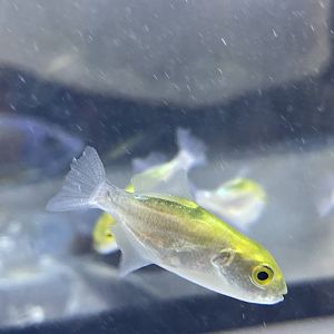 bronze puffer (auriglobus modestus)