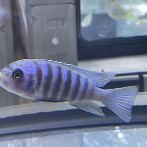 goldbreast zebra (maylandia fainzilberi) (1)