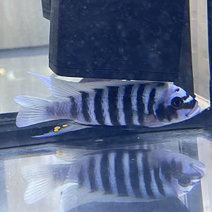 goldbreast zebra (maylandia fainzilberi) (2)