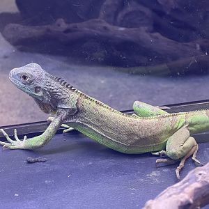 green iguana (iguana iguana)
