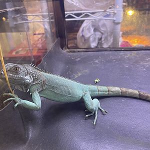green iguana (blue morph) (iguana iguana)