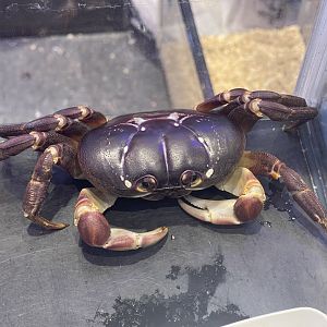 andaman islands purple crab (gecarcoidea lalandii) (1)