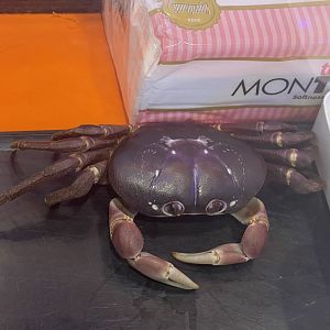 andaman islands purple crab (gecarcoidea lalandii) (2)