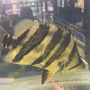 indonesian tigerfish (datnoides microlepis)