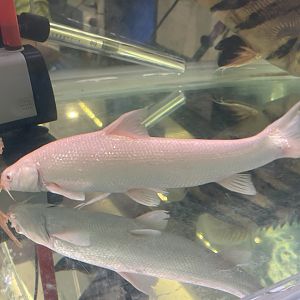 albino aral barbel (luciobarbus brachycephalus)