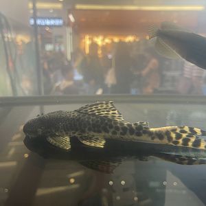 sabaji pleco (L075) (peckoltia sabaji)