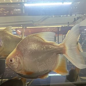 deformed albino pirapitinga (piaractus brachypomus)