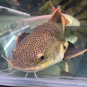 deformed redtail catfish (phractocephalus hemioliopterus)