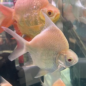 deformed albino tinfoil barb (barbonymus schwanenfeldii)