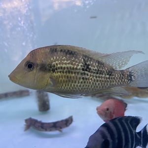 gold dust eartheater (geophagus sp. "alto sinu")
