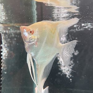 albino altum angelfish (pterophyllum altum)