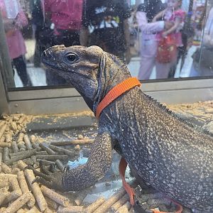 rhinoceros iguana (cyclura cornuta)