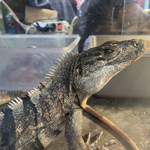 black spiny-tailed iguana (ctenosaura similis)