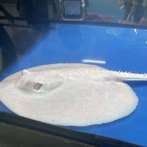 albino ocellate river stingray (potamotrygon motoro) (1)