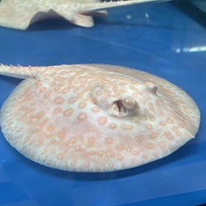 albino ocellate river stingray (potamotrygon motoro) (2)
