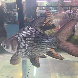 deformed siamese giant barb (catlocarpio siamensis)