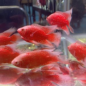 oscar (red chili morph) (astronotus ocellatus)