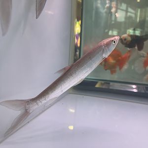 yellowcheek (elopichthys bambusa)