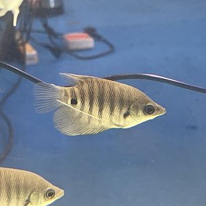 baby giant red gourami (osphronemus septemfasciatus)